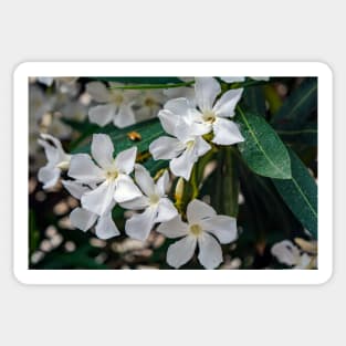 White Nerium oleander flowers Sticker